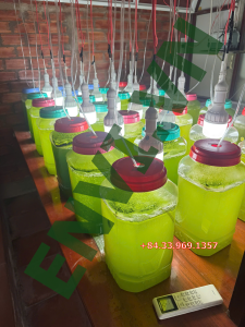 phòng thí nghiệm nuôi cấy tảo chlorella